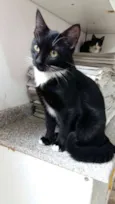 Gato raça SRD idade 2 a 6 meses nome Varios