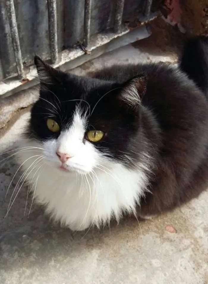 Gato raça SRD idade 2 a 6 meses nome Varios