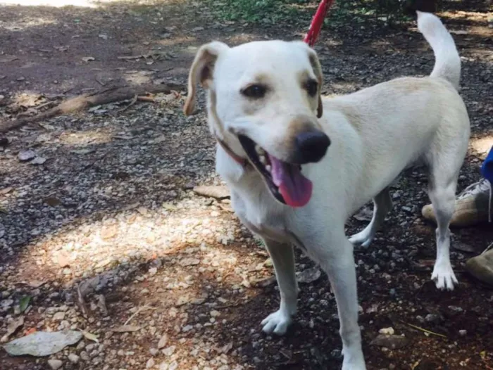 Cachorro ra a SRD idade 7 a 11 meses nome Marley