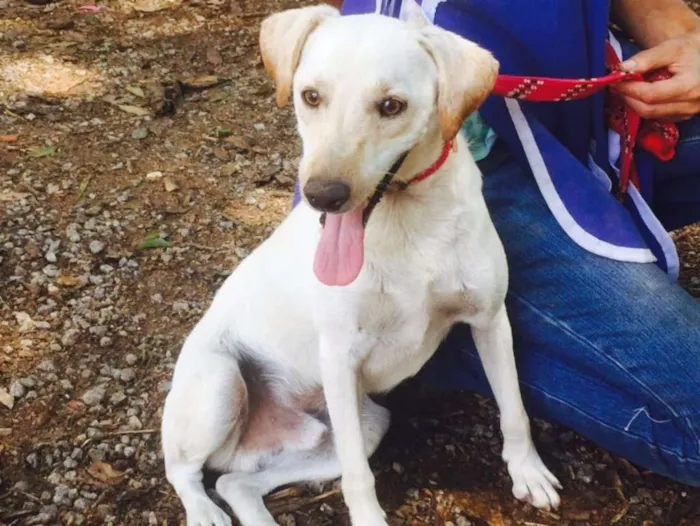 Cachorro ra a SRD idade 7 a 11 meses nome Marley