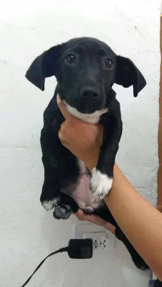 Cachorro ra a SRD idade 2 a 6 meses nome ADOTE