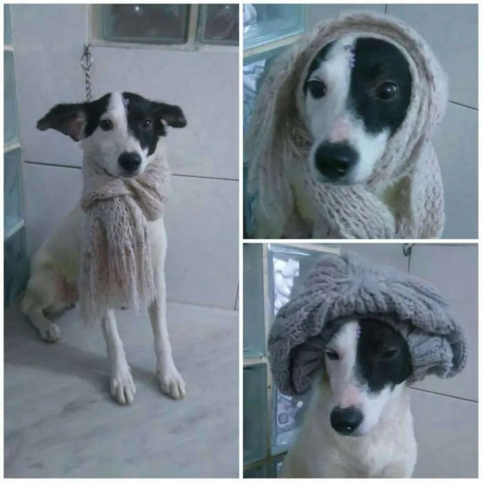 Cachorro ra a SRD idade 7 a 11 meses nome Agatha
