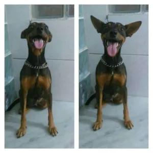 Cachorro raça SRD idade 1 ano nome Susi