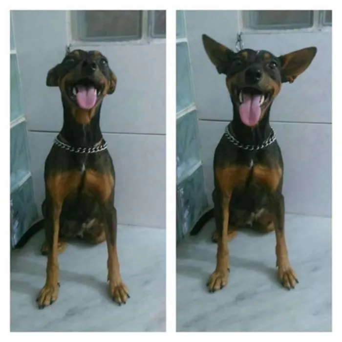 Cachorro ra a SRD idade 1 ano nome Susi