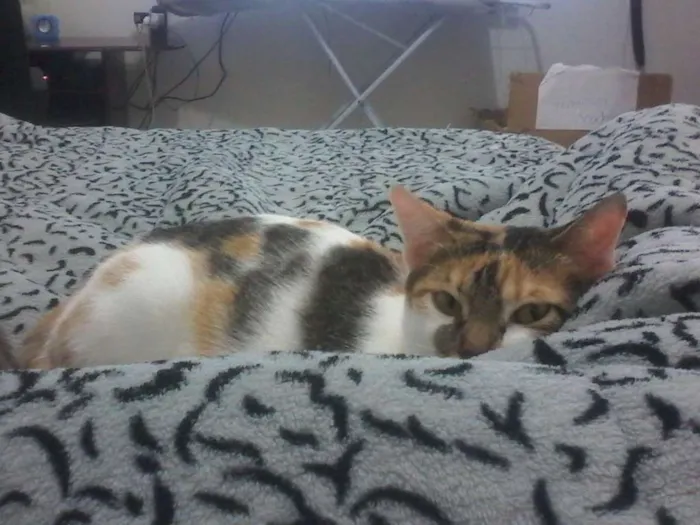 Gato ra a Sr idade 1 ano nome Mel