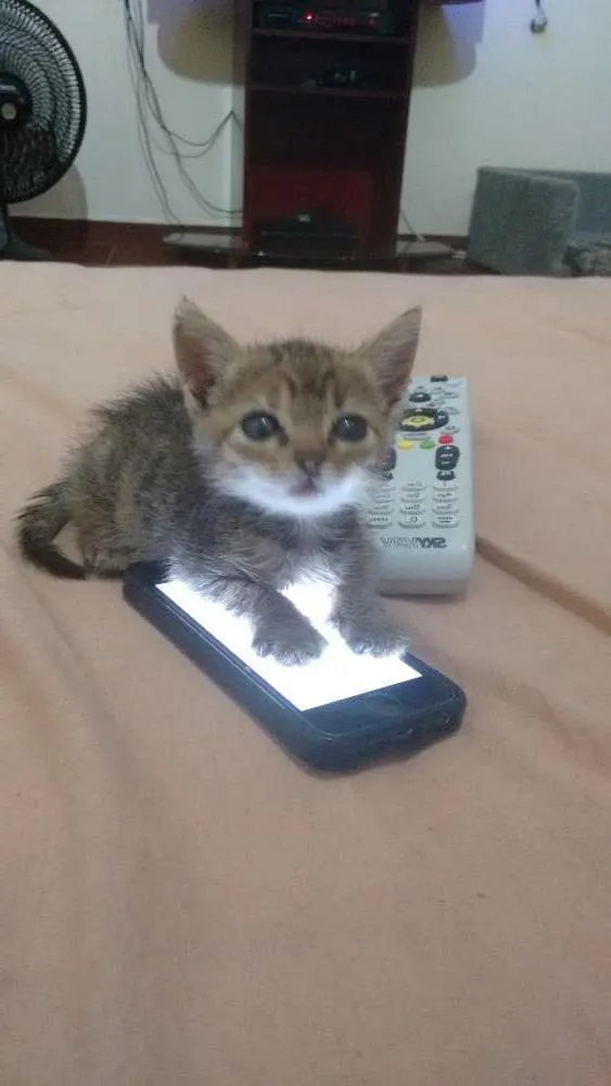 Gato ra a Sr idade 7 a 11 meses nome Lilica