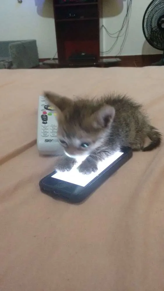 Gato ra a Sr idade 7 a 11 meses nome Lilica