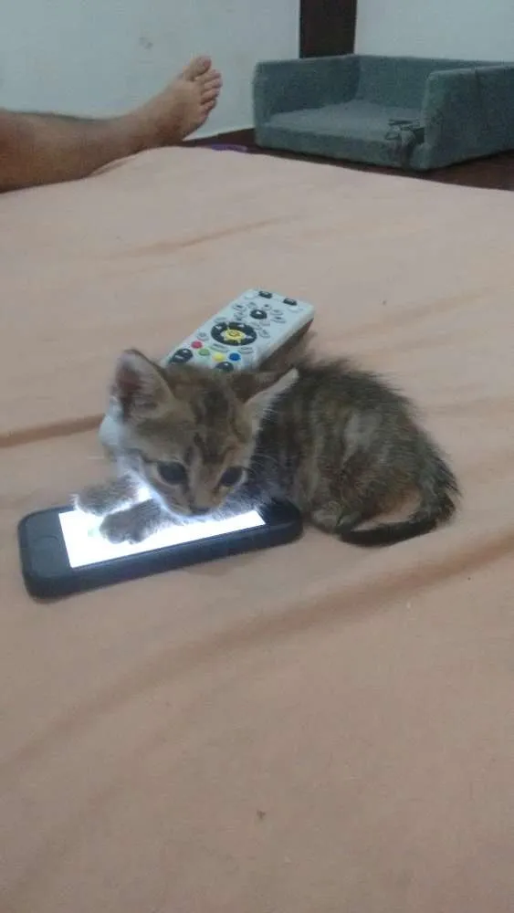 Gato ra a Sr idade 7 a 11 meses nome Lilica