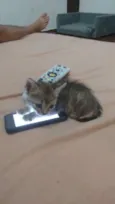 Lilica