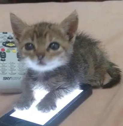 Gato ra a Sr idade 7 a 11 meses nome Lilica