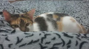 Gato raça Sr idade 1 ano nome Mel
