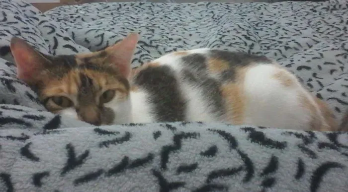 Gato ra a Sr idade 1 ano nome Mel