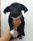 ADOTE