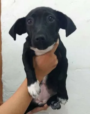 Cachorro raça SRD idade 2 a 6 meses nome ADOTE
