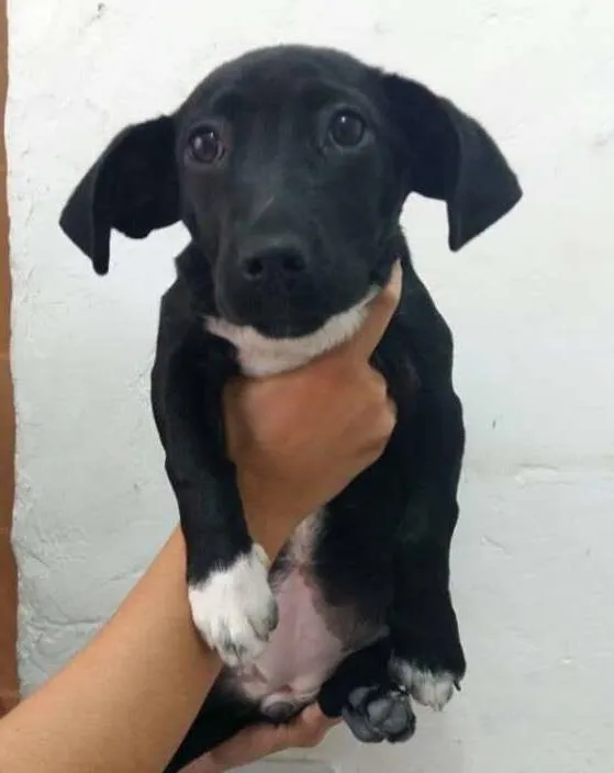 Cachorro ra a SRD idade 2 a 6 meses nome ADOTE