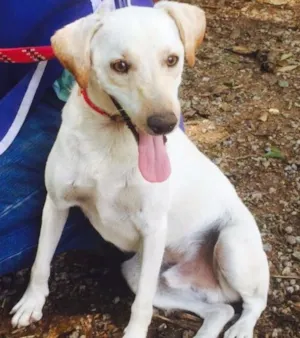 Cachorro raça SRD idade 7 a 11 meses nome Marley