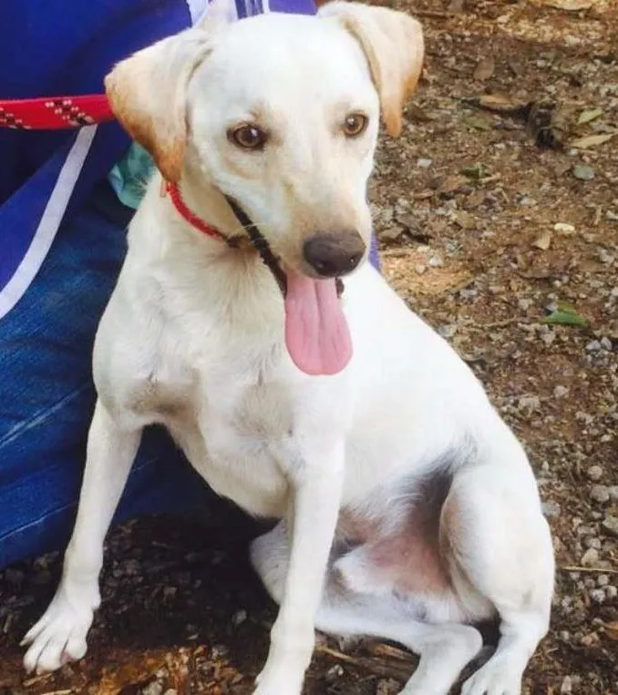 Cachorro ra a SRD idade 7 a 11 meses nome Marley
