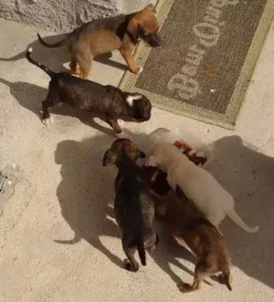 Cachorro raça SRD idade Abaixo de 2 meses nome Sem nome filhotes 