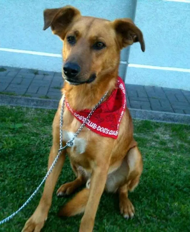 Cachorro ra a SRD idade  nome Amarelo
