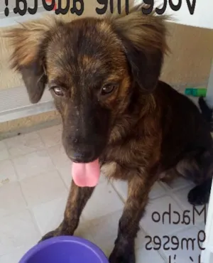 Cachorro raça Srd idade 7 a 11 meses nome Lucio