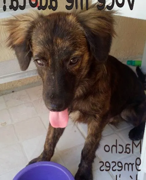 Cachorro ra a Srd idade 7 a 11 meses nome Lucio