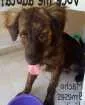 Cachorro raça Srd idade 7 a 11 meses nome Lucio