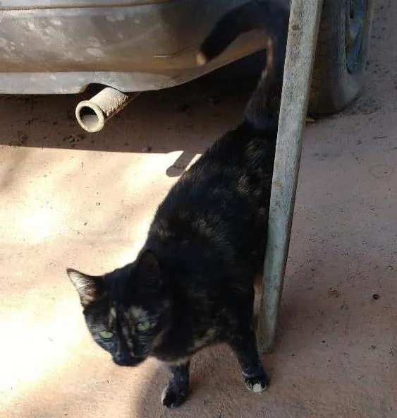 Gato ra a comum idade 2 a 6 meses nome sem nome
