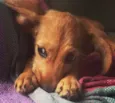 Miga