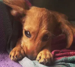 Cachorro raça Vira lata idade 2 a 6 meses nome Miga