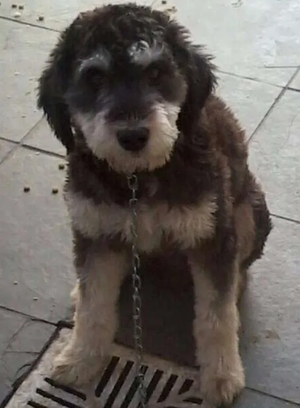 Cachorro ra a Vira Lata idade 7 a 11 meses nome Hulk
