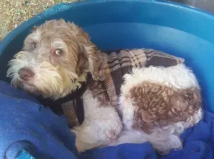 Cachorro raça srd idade 3 anos nome Thiaguinho