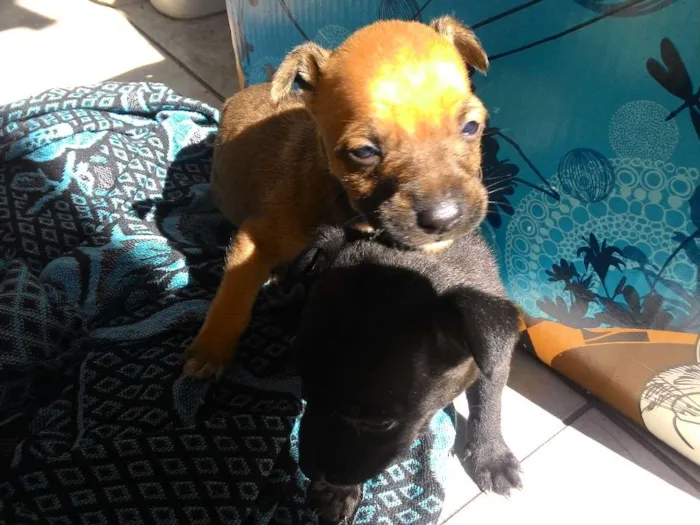 Cachorro raça  idade Abaixo de 2 meses nome ADOTE