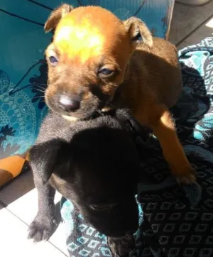 Cachorro raça  idade Abaixo de 2 meses nome ADOTE