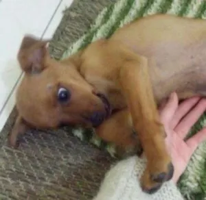 Cachorro raça indefinida idade 2 a 6 meses nome Sem nome