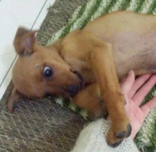 Cachorro ra a indefinida idade 2 a 6 meses nome Sem nome