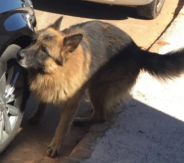 Cachorro ra a Pastor alemão idade  nome Thom  