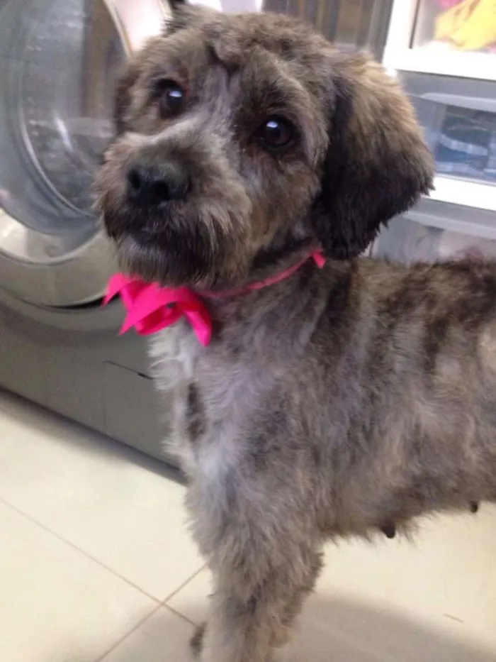 Cachorro ra a SRD idade 1 ano nome Kika