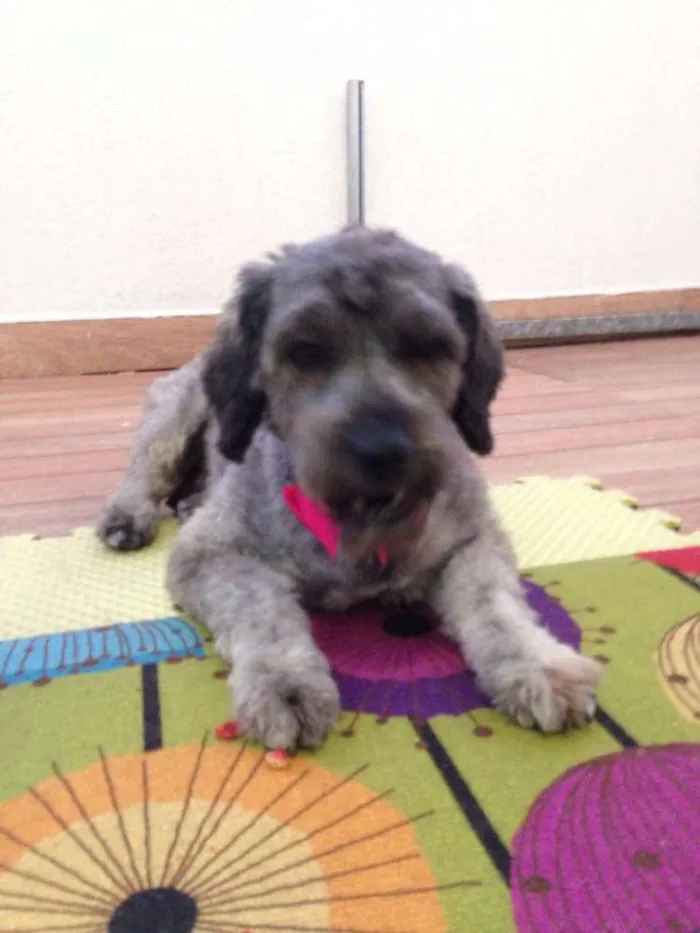 Cachorro ra a SRD idade 1 ano nome Kika