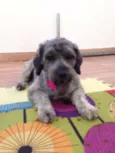 Kika