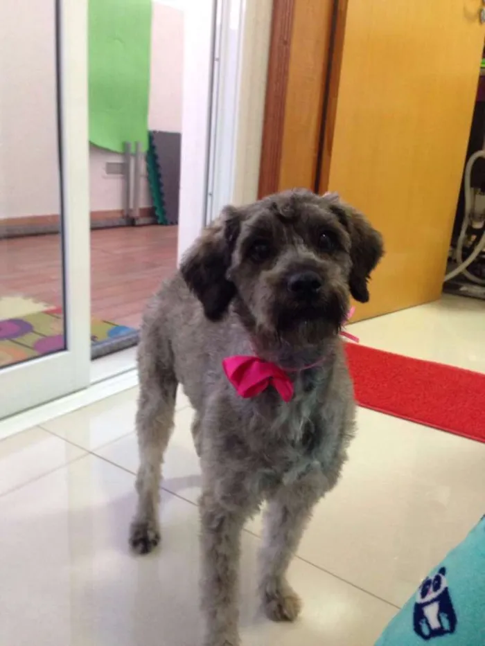 Cachorro ra a SRD idade 1 ano nome Kika