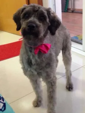 Cachorro raça SRD idade 1 ano nome Kika