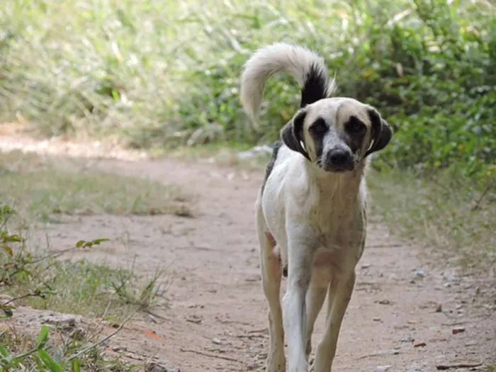 Cachorro ra a SRD idade 2 anos nome Sally