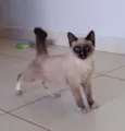 não sabemos