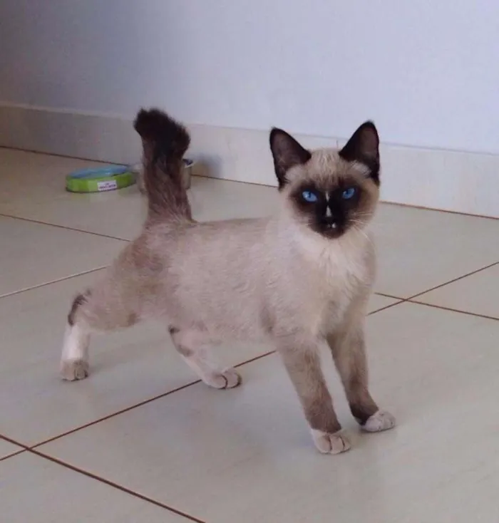 Gato ra a siamês idade 2 a 6 meses nome não sabemos