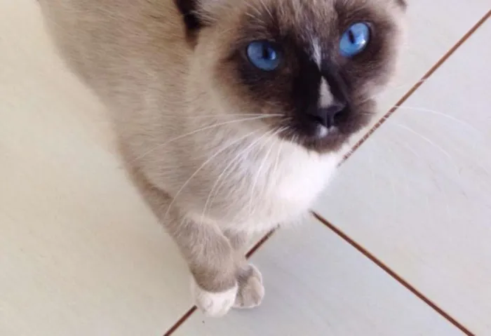 Gato ra a siamês idade 2 a 6 meses nome não sabemos