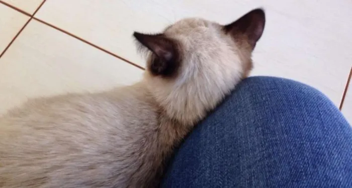 Gato ra a siamês idade 2 a 6 meses nome não sabemos