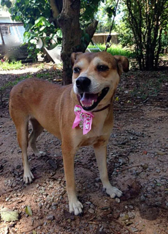 Cachorro ra a SRD idade 1 ano nome Cecília