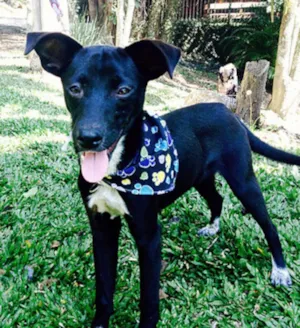 Cachorro raça srd idade 1 ano nome Pacco