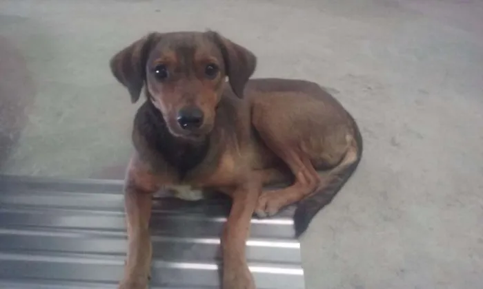 Cachorro raça viralata idade 7 a 11 meses nome Jonny