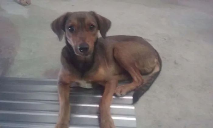 Cachorro raça viralata idade 7 a 11 meses nome Jonny